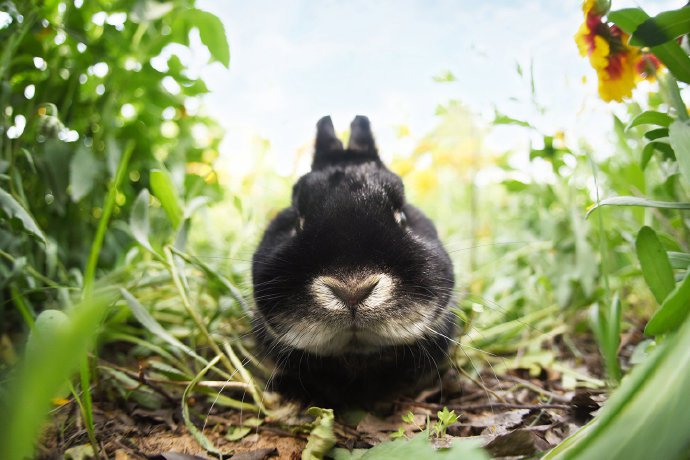 点击大图看下一张：这个兔兔给自己的鼻子打了一圈高光