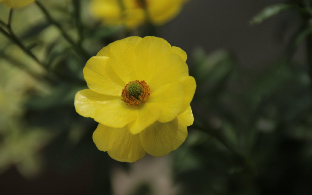 点击大图看下一张：可爱黄色花卉高清桌面壁纸