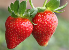 一组甜蜜红润的草莓水果图片欣赏