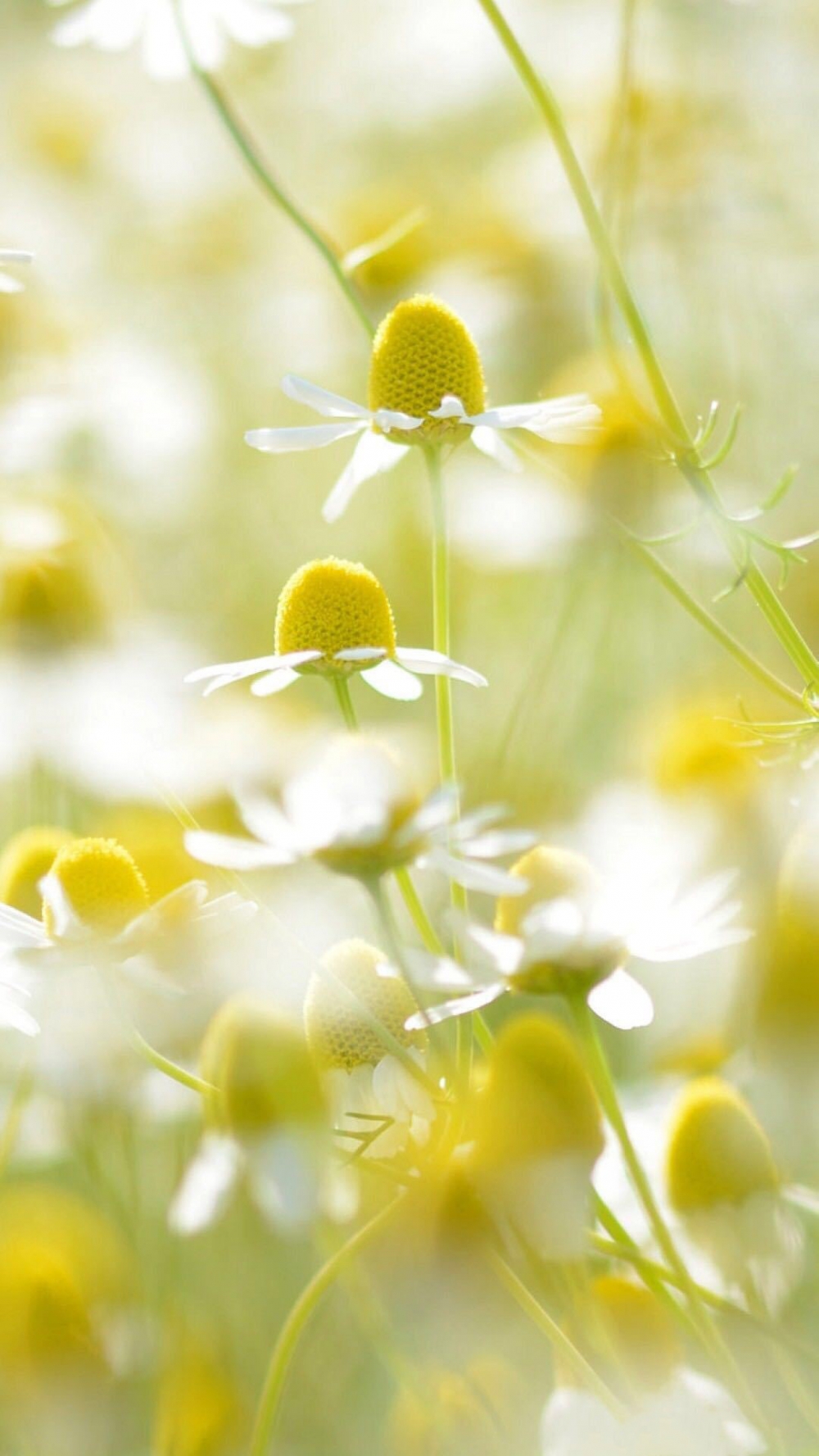 点击大图看下一张：一组小清新美丽的雏菊花图片欣赏