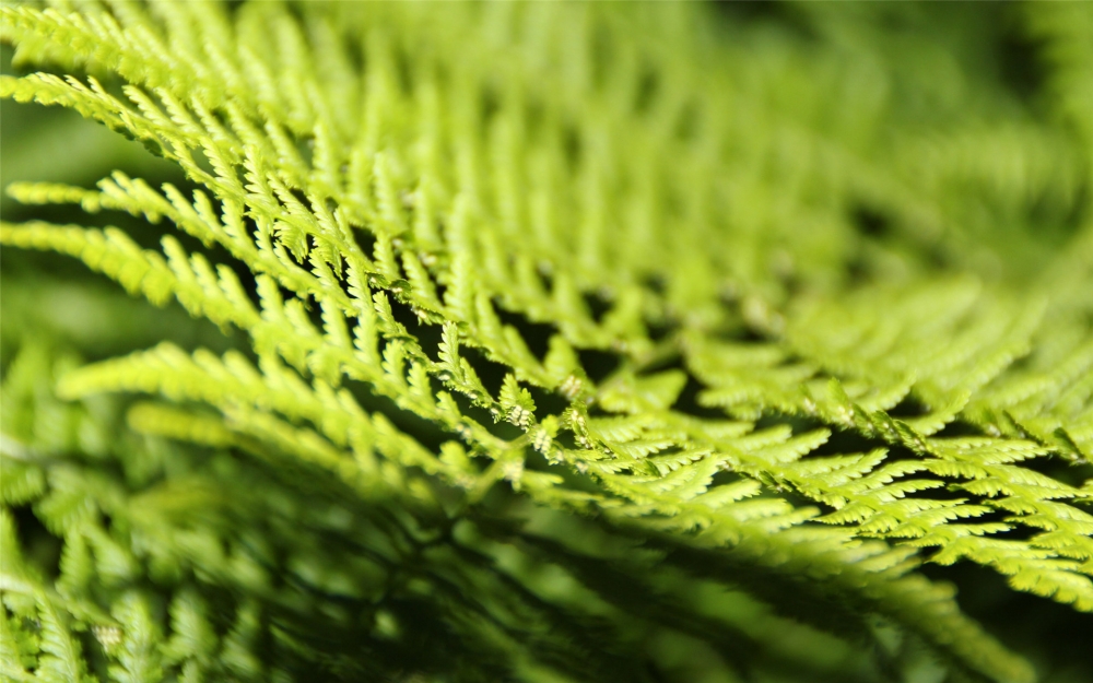 点击大图看下一张：一组绿色蕨类植物高清桌面壁纸