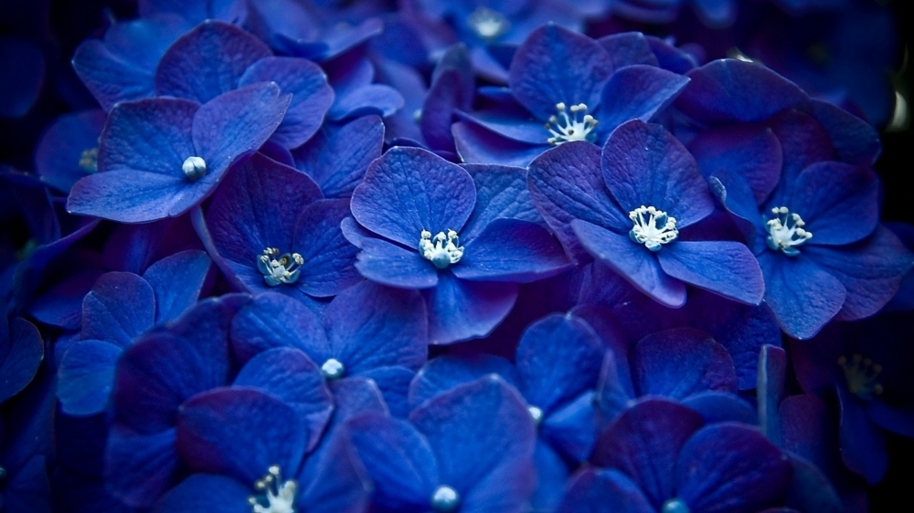 点击大图看下一张：一组唯美蓝色鲜花高清图片欣赏