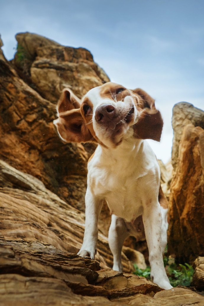 点击大图看下一张：一组可爱的大耳朵狗狗拍摄图片欣赏