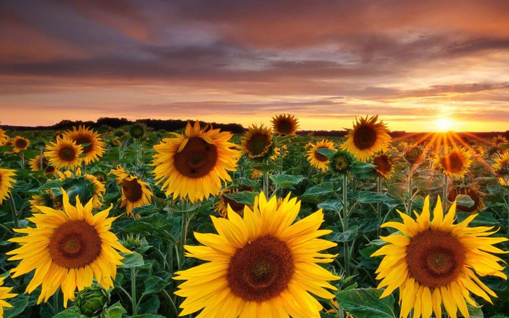 点击大图看下一张：唯美绽放的太阳花图片桌面壁纸