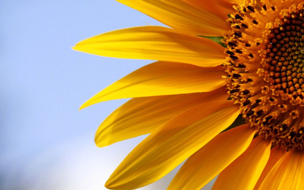 点击大图看下一张：唯美绽放的太阳花图片桌面壁纸