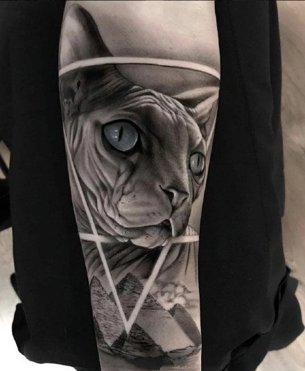 点击大图看下一张：斯芬克斯猫主题的一组猫纹身图片