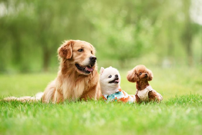 点击大图看下一张：三只可爱的小狗在绿地上的图片