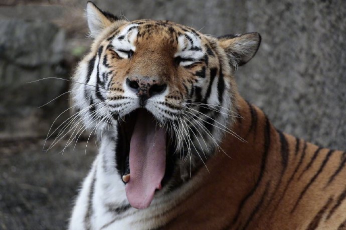 点击大图看下一张：抓拍各种瞬间还都特别有感觉的老虎图片
