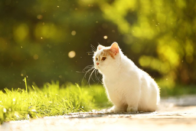 点击大图看下一张：一组超级可爱温顺的小猫图片欣赏
