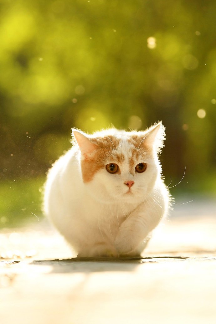 点击大图看下一张：一组超级可爱温顺的小猫图片欣赏