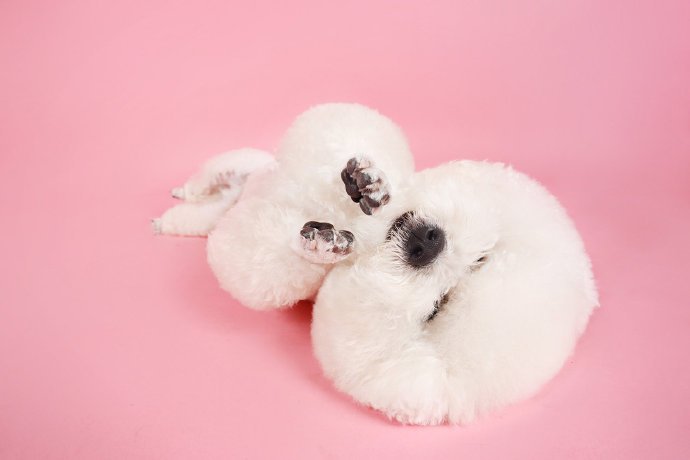 点击大图看下一张：一组爆炸可爱的棉花糖狗狗图片欣赏