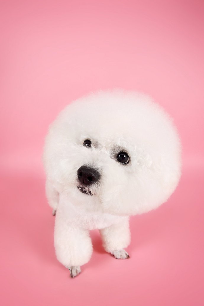 点击大图看下一张：一组爆炸可爱的棉花糖狗狗图片欣赏