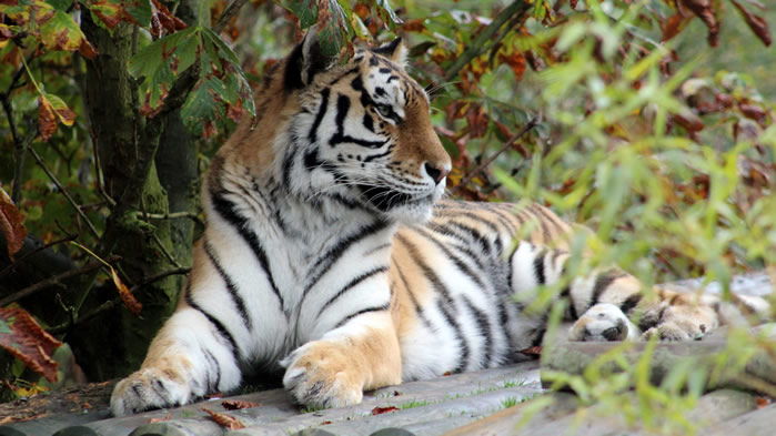 点击大图看下一张：一组霸气的的森林之王老虎图片