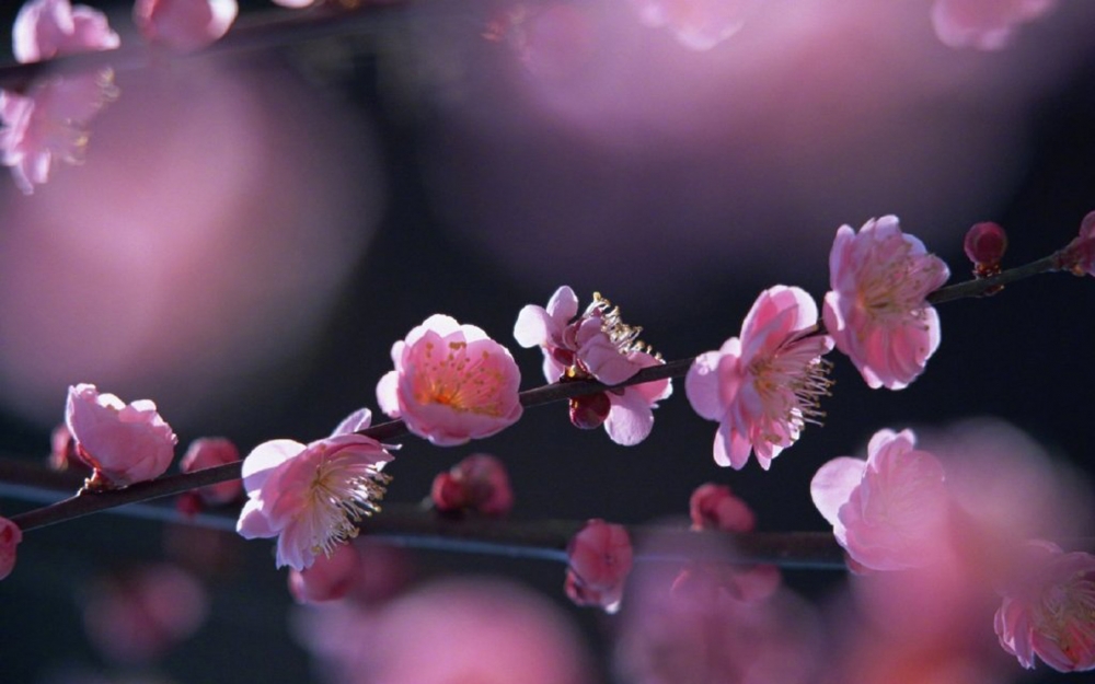 点击大图看下一张：一组鲜艳唯美樱花图片欣赏