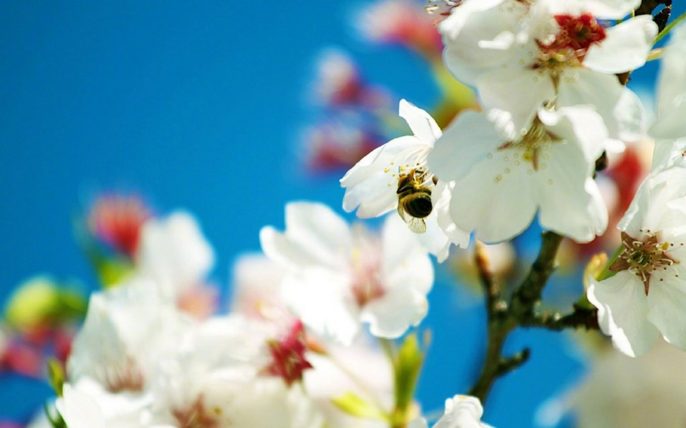 点击大图看下一张：一组鲜艳唯美樱花图片欣赏