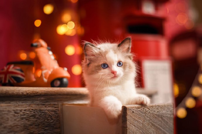 点击大图看下一张：无敌爆炸特别可爱小猫猫图片欣赏