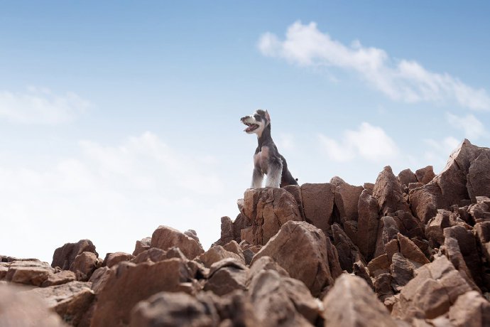 点击大图看下一张：小狗狗在超有特色的岩石海滩欢脱的奔跑