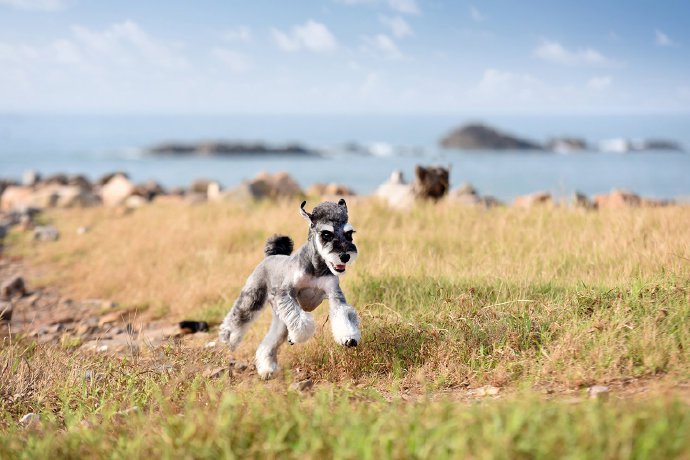 点击大图看下一张：小狗狗在超有特色的岩石海滩欢脱的奔跑