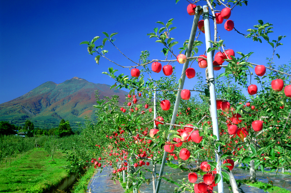点击大图看下一张：又红且水分充足的苹果水果图片