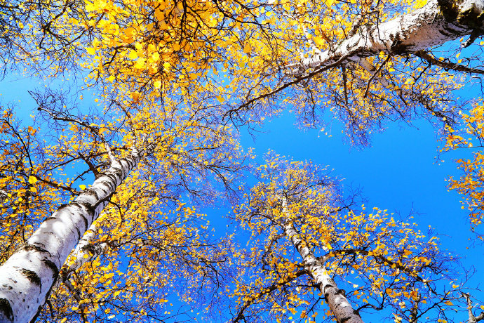 点击大图看下一张：一组蓝天下的唯美树叶图片欣赏