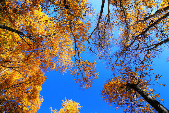 点击大图看下一张：一组蓝天下的唯美树叶图片欣赏