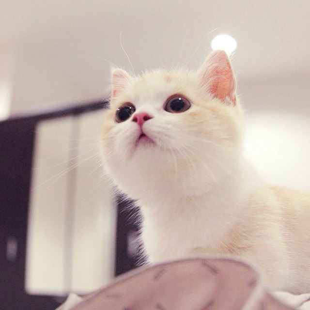 点击大图看下一张：一只超级可爱卖萌的小猫咪图片