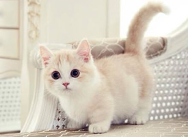 一只超级可爱卖萌的小猫咪图片