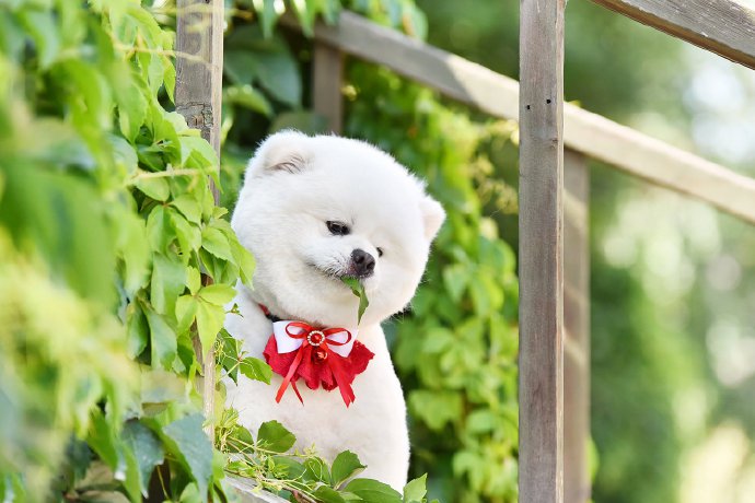 点击大图看下一张：一组超级可爱在绿叶里的小狗狗图片