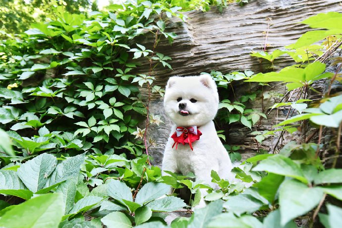 点击大图看下一张：一组超级可爱在绿叶里的小狗狗图片