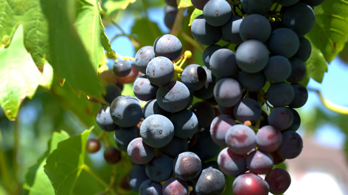 点击大图看下一张：一组葡萄树上挂着的新鲜葡萄图片