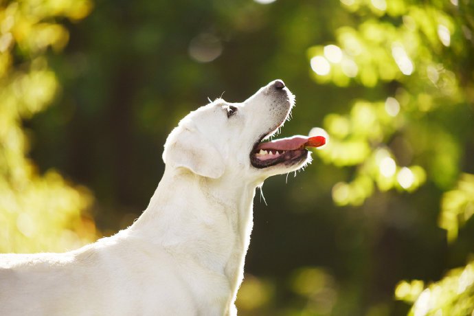 点击大图看下一张：一只乖巧的小可爱白色狗狗图片欣赏