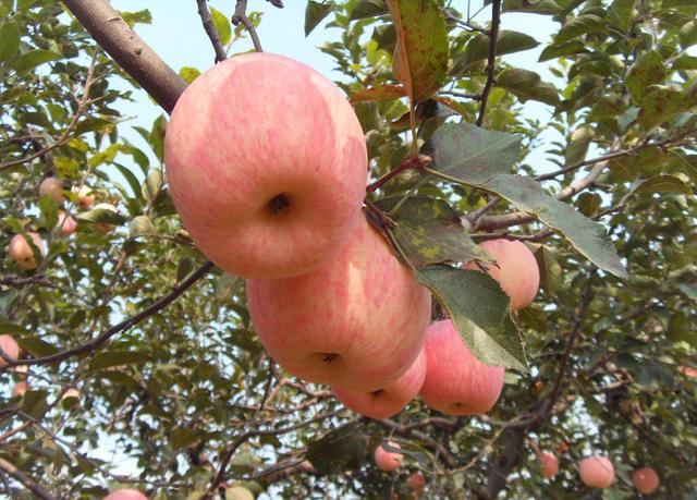 点击大图看下一张：水果届的冠军苹果图片