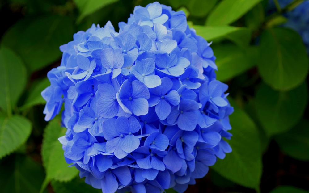 点击大图看下一张：蓝色的绣球花唯美图片桌面壁纸