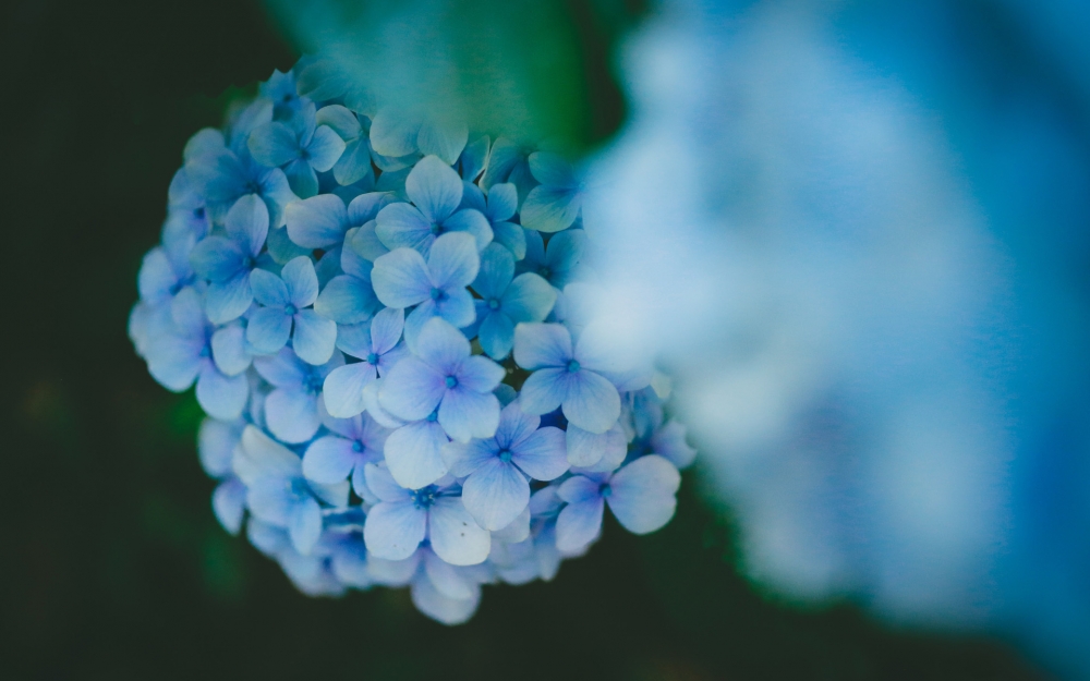 点击大图看下一张：蓝色的绣球花唯美图片桌面壁纸