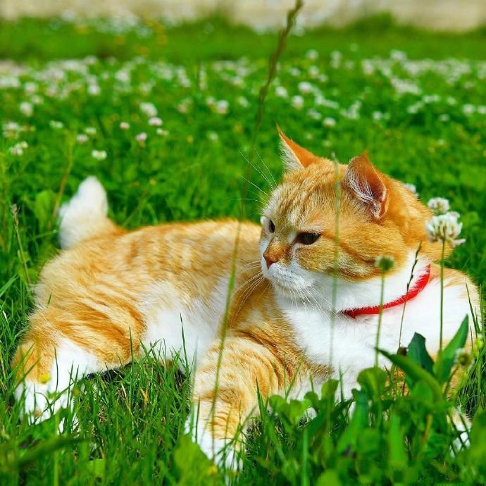 点击大图看下一张：一组可爱小猫咪的夏天拍照时间