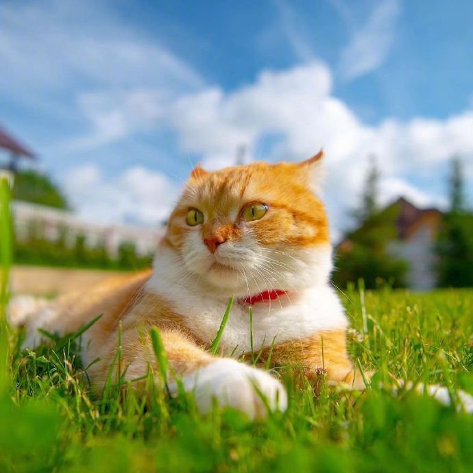 点击大图看下一张：一组可爱小猫咪的夏天拍照时间