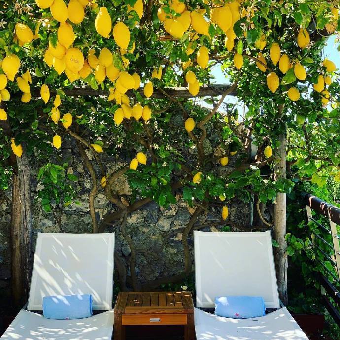 点击大图看下一张：一组柠檬树下的夏日图片欣赏