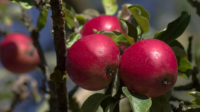 点击大图看下一张：一组挂在树上红红的苹果图片欣赏