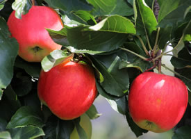 一组挂在树上红红的苹果图片欣赏