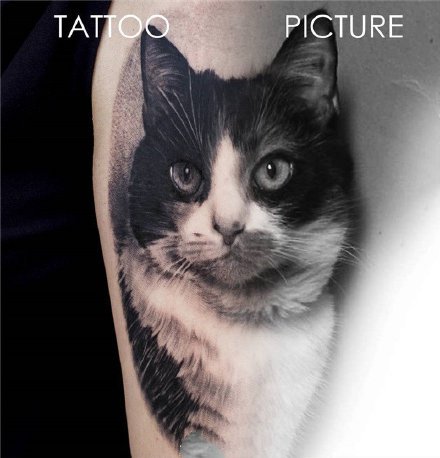 点击大图看下一张：写实的一组宠物猫狗纹身作品图片