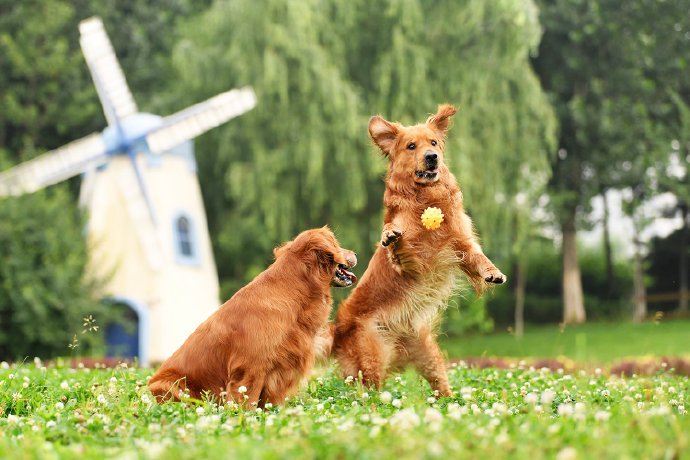点击大图看下一张：一组可爱的金毛狗狗图片欣赏
