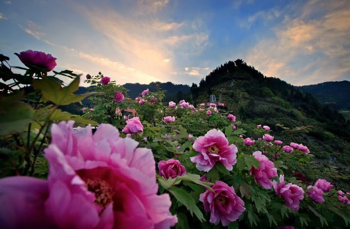 点击大图看下一张:漫山花开风景秀,微风轻拂牡丹香