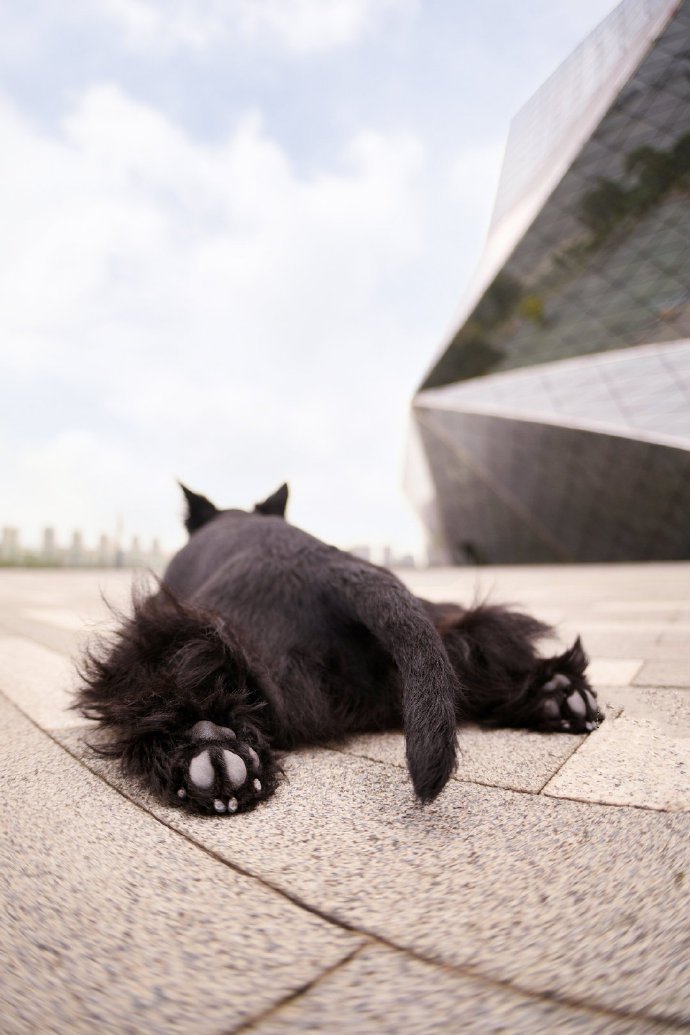 点击大图看下一张：短短腿的梗类犬都好可爱图片