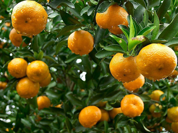 点击大图看下一张：一组甘甜适口的柑橘图片