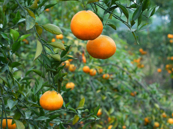 点击大图看下一张：一组甘甜适口的柑橘图片