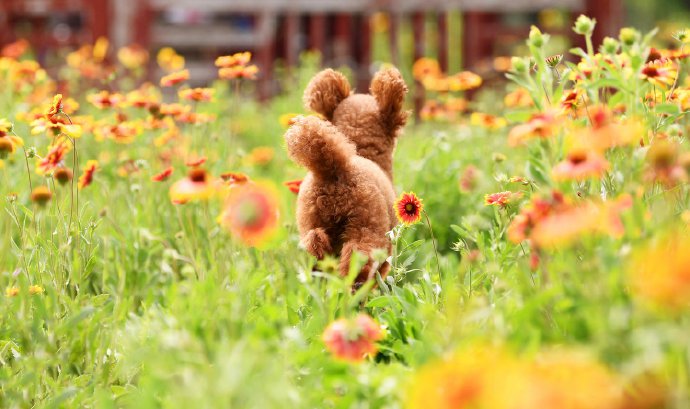 点击大图看下一张：一组超级可爱在花丛中的小狗狗