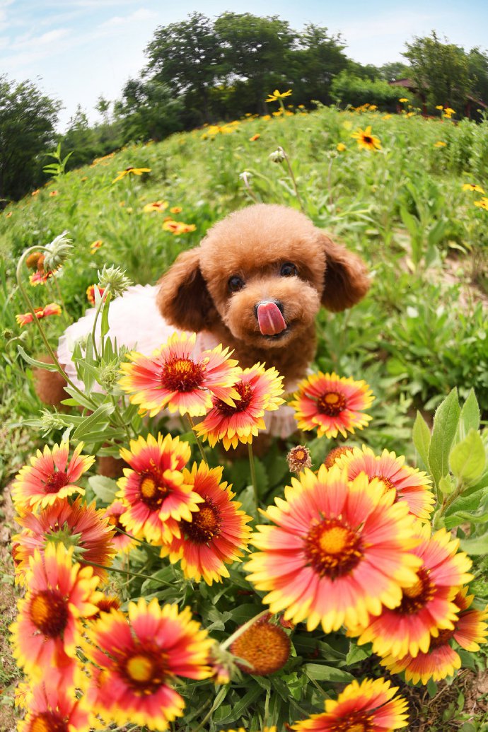 点击大图看下一张：一组超级可爱在花丛中的小狗狗