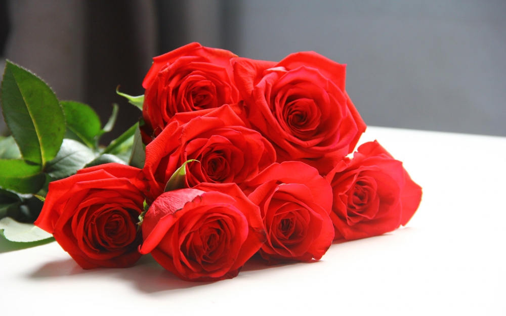 点击大图看下一张：娇艳似火的红玫瑰图片欣赏