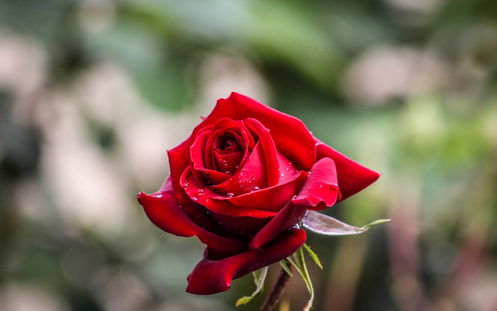 点击大图看下一张：娇艳似火的红玫瑰图片欣赏