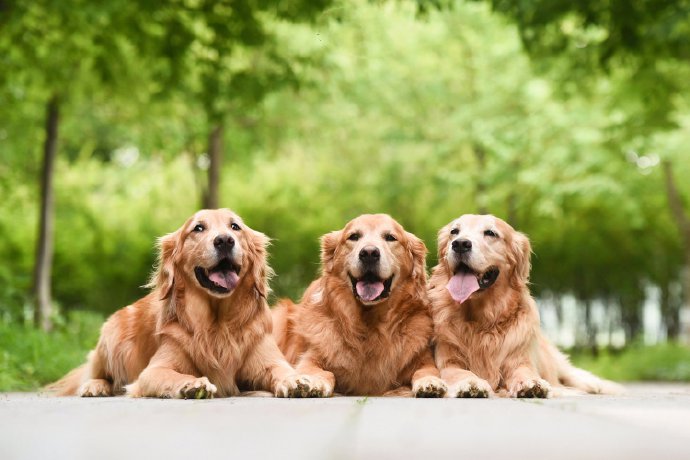 点击大图看下一张：重要的狗狗养三只 家里才会温馨